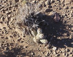 Tephrocactus articulatus
