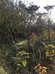 Angelica genuflexa