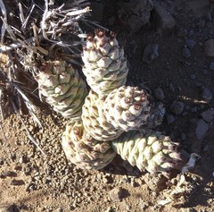 Tephrocactus articulatus