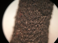Xylaria longiana