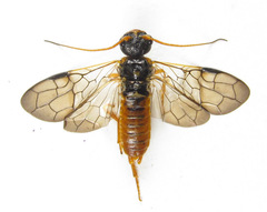 Cephalcia abietis