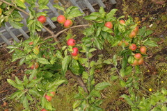 Malus domestica