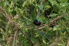 Cinnyris erythrocercus