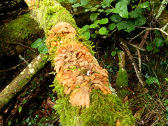 Hypocreopsis rhododendri
