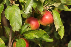 Malus domestica