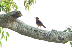 Cossypha niveicapilla