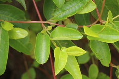 Muehlenbeckia tamnifolia