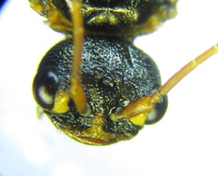Cephalcia abietis