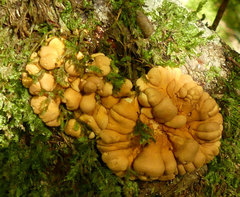 Hypocreopsis rhododendri