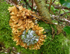 Hypocreopsis rhododendri