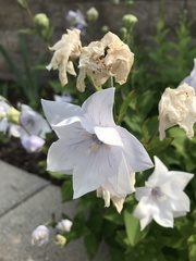 Platycodon