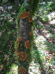 Hypocreopsis rhododendri