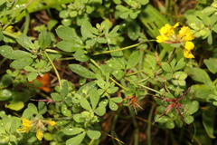 Lotus corniculatus