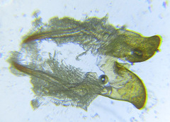 Cephalcia abietis