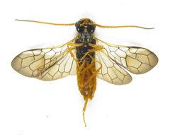 Cephalcia abietis