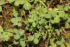 Trifolium repens