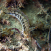 Heteroclinus adelaidae - Photo (c) seaborn, algunos derechos reservados (CC BY-NC)