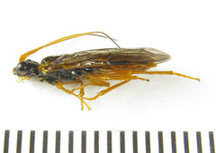 Cephalcia abietis