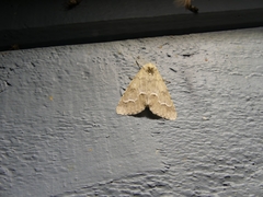 Acronicta innotata