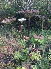 Angelica genuflexa