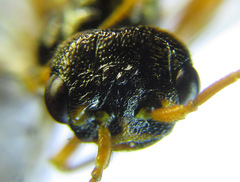 Cephalcia abietis