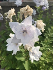 Platycodon