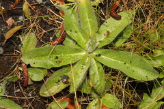 Hypochaeris radicata