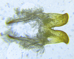 Cephalcia abietis