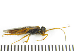 Cephalcia abietis