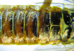 Cephalcia abietis