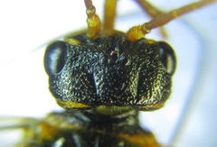 Cephalcia abietis