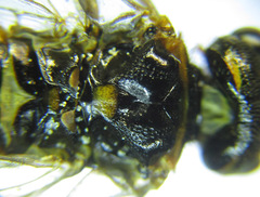 Cephalcia abietis