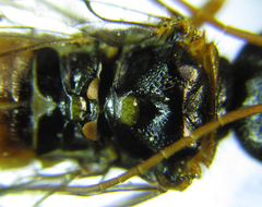 Cephalcia abietis