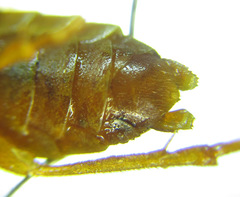 Cephalcia abietis