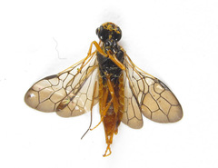 Cephalcia abietis