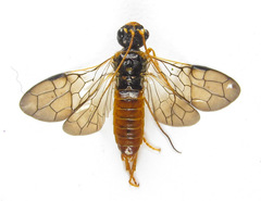 Cephalcia abietis