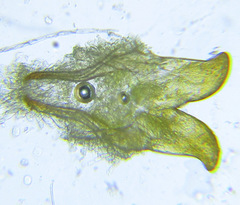 Cephalcia abietis