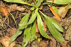 Plantago lanceolata