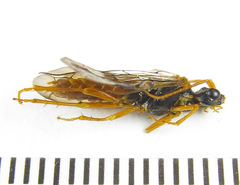 Cephalcia abietis