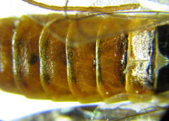 Cephalcia abietis