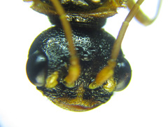 Cephalcia abietis