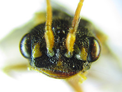 Cephalcia abietis