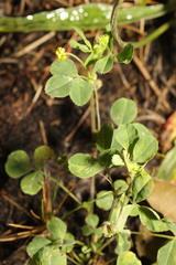 Medicago lupulina