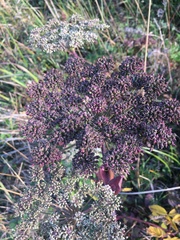 Angelica genuflexa