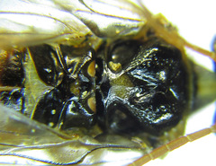 Cephalcia abietis