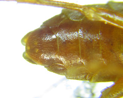 Cephalcia abietis