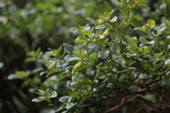 Salpichroa tristis