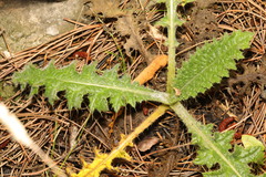 Cirsium vulgare