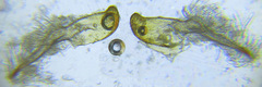 Cephalcia abietis