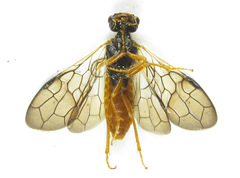 Cephalcia abietis